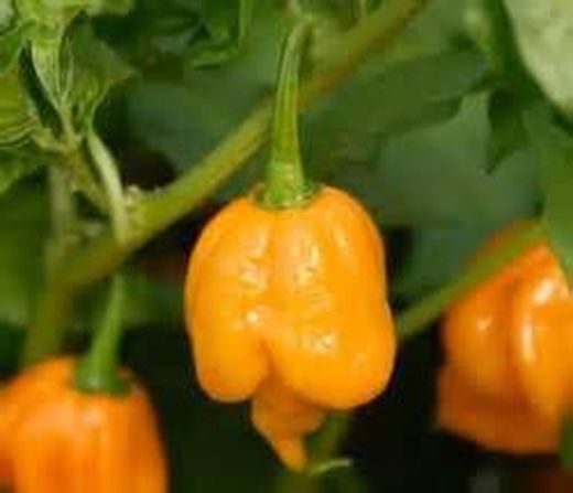 Semillas Chile Trinidad Scorpion Amarillo