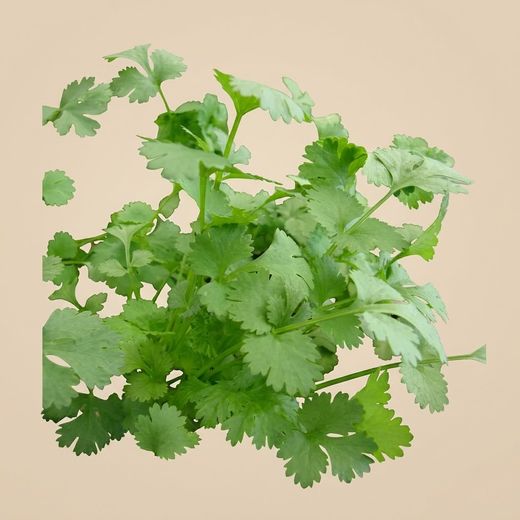 Graines de coriandre à feuilles larges