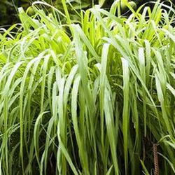 Semillas Citronella
