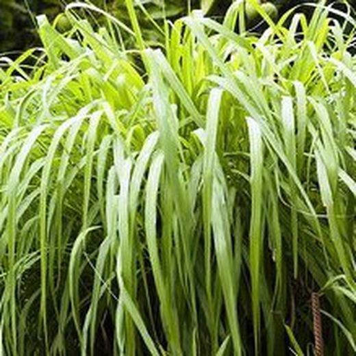 Semillas Citronella