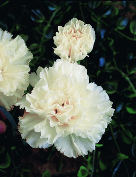 Semillas Clavel Chabaud
