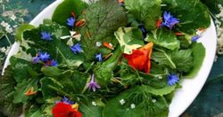 Semillas comestibles Centaurea Gourmet