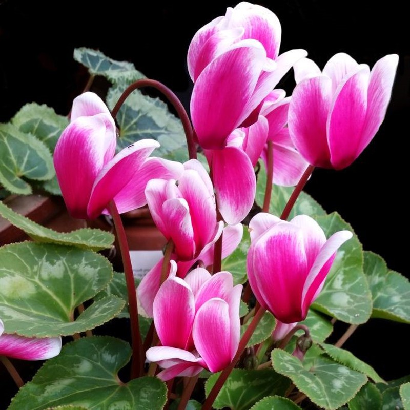Sementes de cíclame da Pérsia — Flores Frescas Online