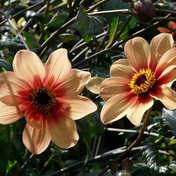 Semillas Dalias