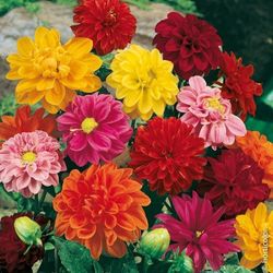 Semillas Dalias