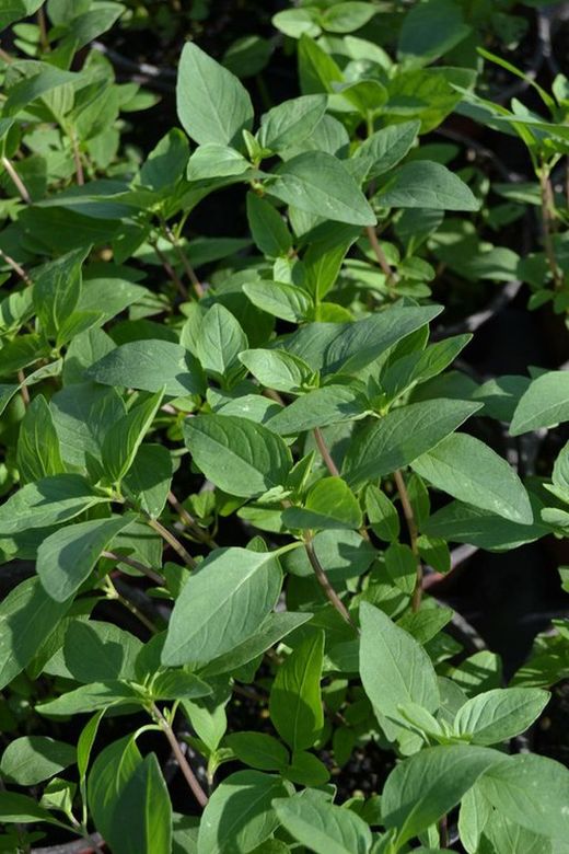 Semillas de Albahaca Thai Horapha