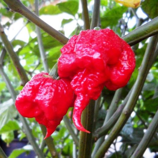 Sementes de Carolina Reaper