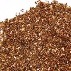 Semillas de Chia Salvia Hispanica