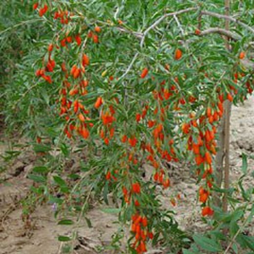 Semillas de Goji