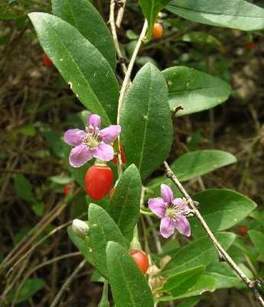 Semillas de Goji