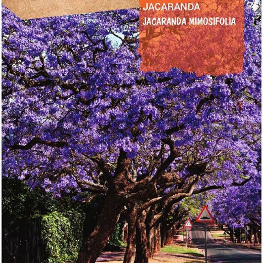 Semillas de Jacaranda