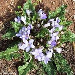 Llavors de Mandragora