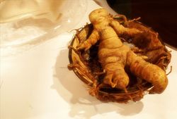 Llavors de Mandragora