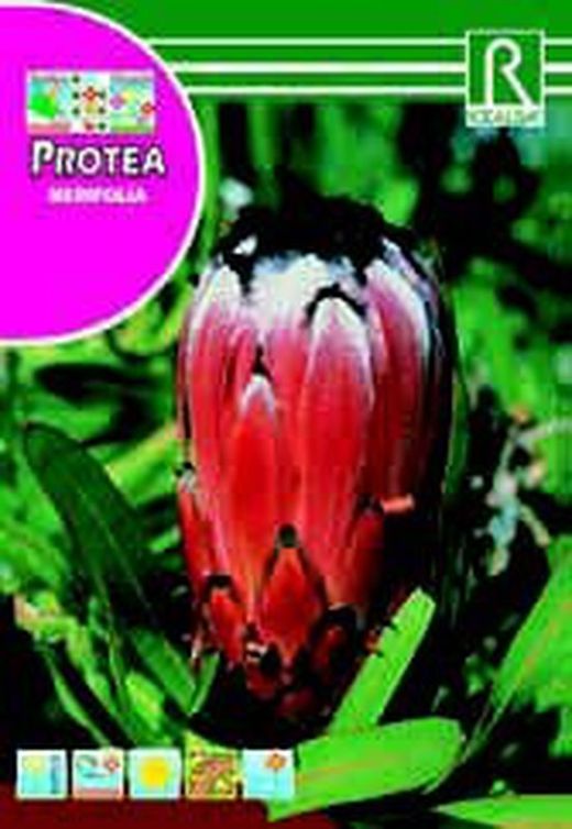 Semillas de Proteas