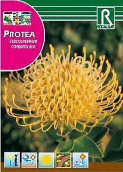 Semillas de Proteas
