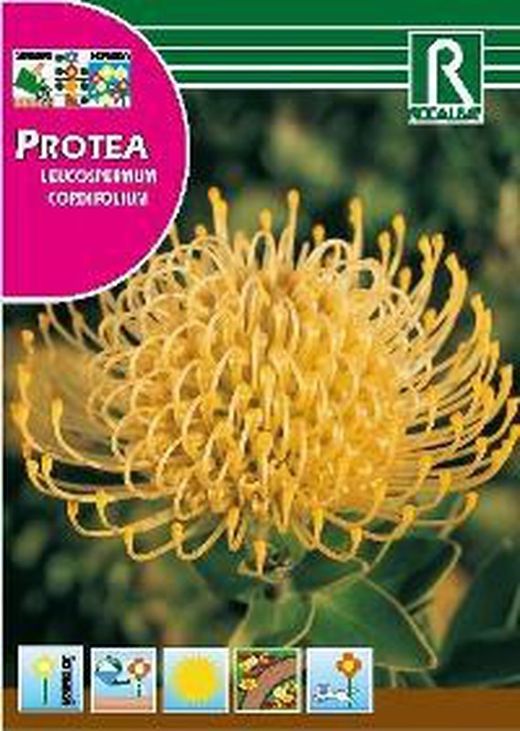 Semillas de Proteas