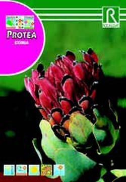 Semillas de Proteas
