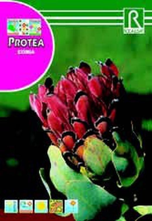 Semillas de Proteas