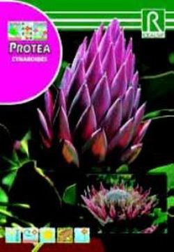 Semillas de Proteas