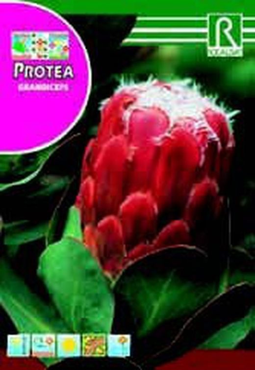Semillas de Proteas