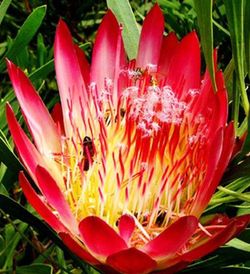 Semillas de Proteas