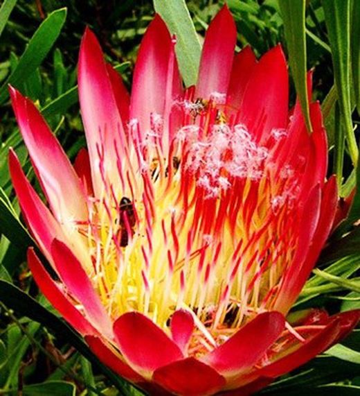 Semillas de Proteas
