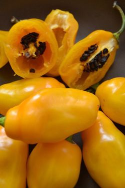 Semillas de Rocoto Amarillo, locoto canario