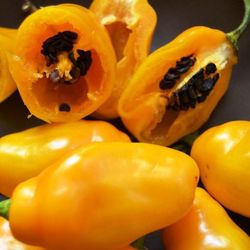 Semillas de Rocoto Amarillo, locoto canario