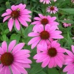 Semillas Echinacea