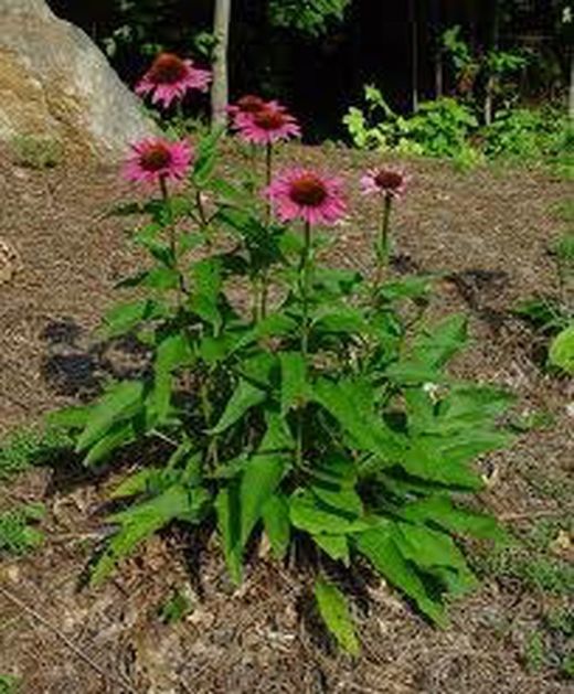 Semillas Echinacea