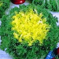 Semillas Escarolas