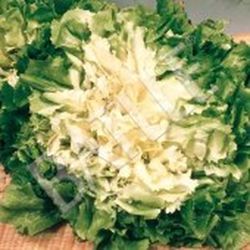 Semillas Escarolas