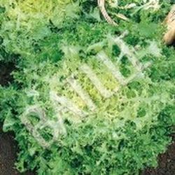 Semillas Escarolas