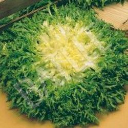 Semillas Escarolas