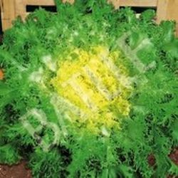 Semillas Escarolas