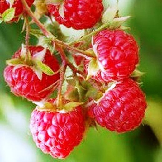 Semillas Frambuesa