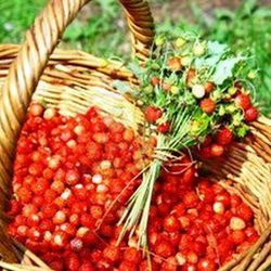 Llavors Maduixes del Bosc