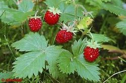Semillas Fresas del Bosque