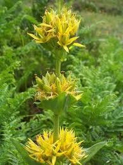 Semillas Genciana Amarilla