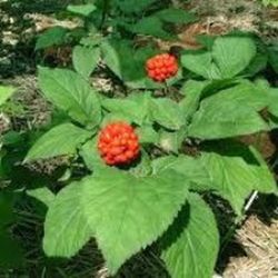 Semillas Ginseng