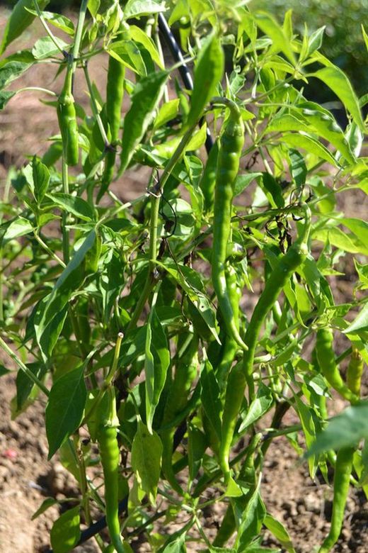 Semillas Guindilla Verde Picante
