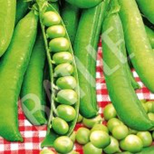 Semillas Guisantes 1/2 Enrame