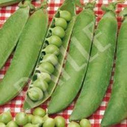 Semillas Guisantes 1/2 Enrame