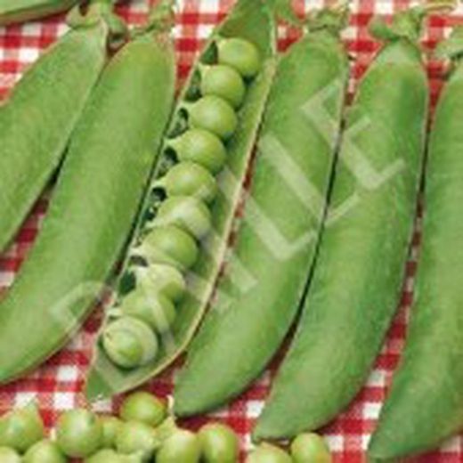 Semillas Guisantes 1/2 Enrame