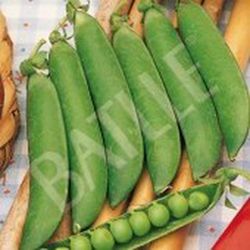 Semillas Guisantes 1/2 Enrame
