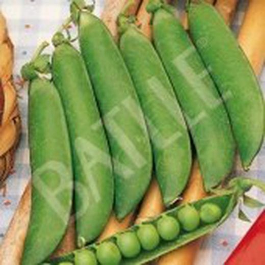 Semillas Guisantes 1/2 Enrame