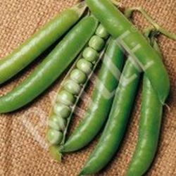 Semillas Guisantes 1/2 Enrame