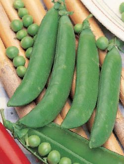 Semillas Guisantes Enrame