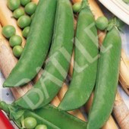 Semillas Guisantes Enrame