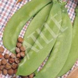 Semillas Guisantes Enrame